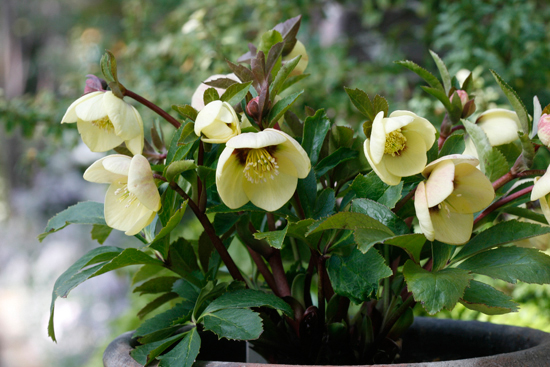 冬に咲く花【四季スマ43号】 | 自然素材の注文住宅・デザイン住宅群馬